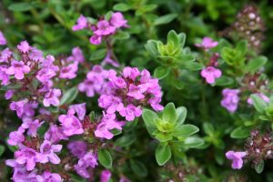 Thymus x citroidorus 'Unni'