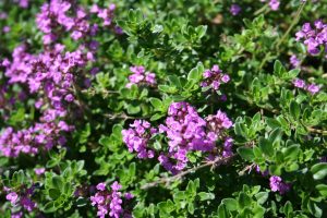 Thymus x citroidorus 'Unni'