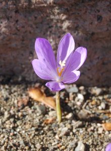 Colchicum, tidløs