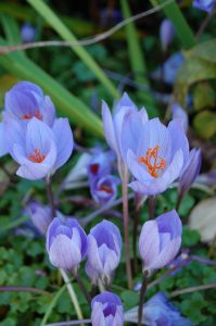Colchicum, tidløs