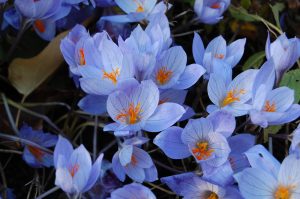 Colchicum, tidløs