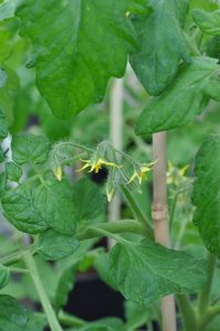 Tomatblomster