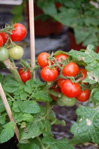 Cherrytomater til høsting