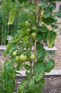 Tomatplante med kart