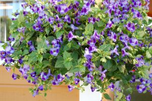 Torenia