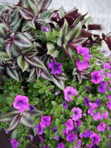 Enkel sommerkrukke med Tradescantia og Petunia