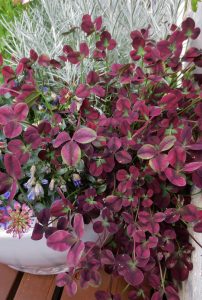 Trifolium, trekløver