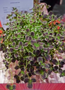 Trekløver, Trifolium