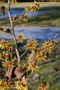 Trollhassel i vårblomstring