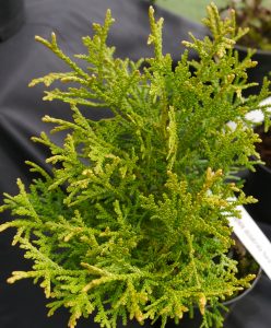 Tujopsis dolabrata