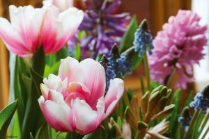 Tulipan