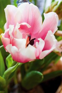 Nærbilde tulipan