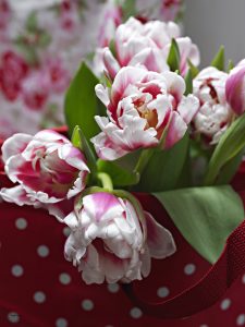 Tulipan