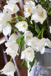 Frynsete hvite tulipaner