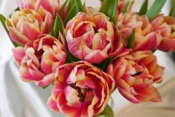 Lekre tulipaner til fest og hverdag