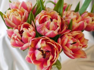 Tulipan