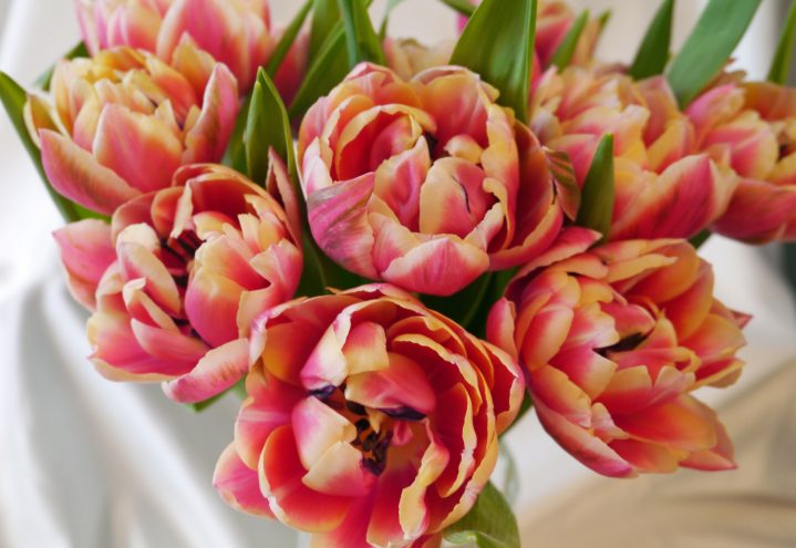 Lekre tulipaner til fest og hverdag