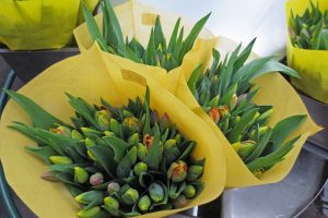 Tulipanbuketter