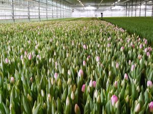 Produksjon tulipaner