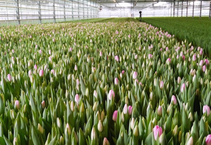 Produksjon tulipaner