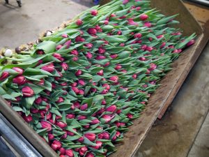 Tulipaner klare for pakking og salg