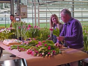 Tulipandagen 2014, i tulipangartneriet med Finn Schjøll
