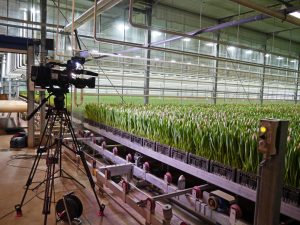 Tulipaner på TV - feiring av tulipandagen