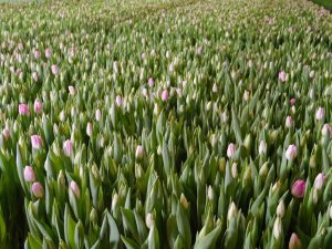 Tulipaner i veksthus