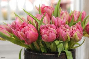 Tulipaner rosa
