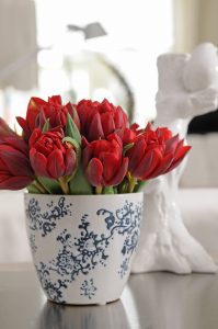 Tulipan