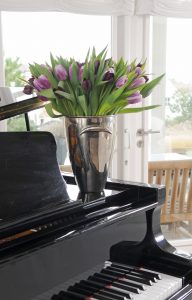 Tulipan