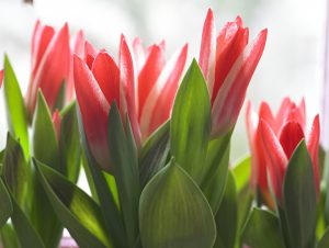 Tulipaner