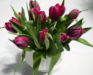 Tulipaner