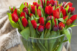 Tulipan