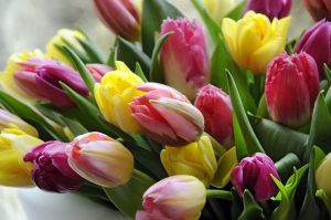 Tulipaner