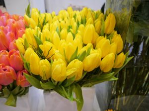 Tulipaner til påske