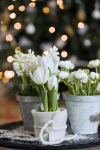 Hvite svibler, tulipaner og ranunkler