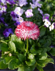 Tusenfryd, Bellis