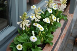 Vårkasse på balkongen med Tusenfryd og svibel
