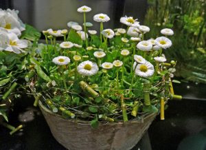 Tusenfryd (Bellis) i kurv