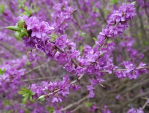 Tysbast, Daphne mezereum