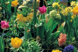 Hva skal man gjøre når påskeliljer, tulipaner og liljer er ferdige med å blomstre?