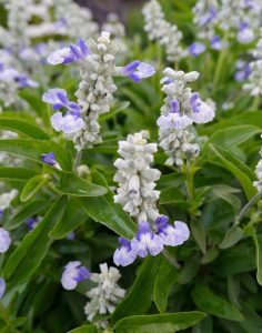 Ullsalvie; Salvia farinacea, en litt annerledes staude