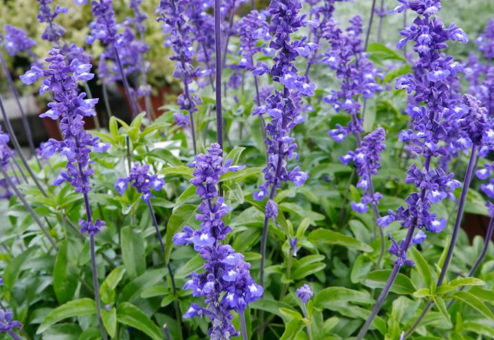 Ullsalvie, Salvia farinacea, blå blomster