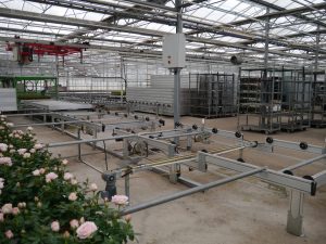 Veksthus med roser plassert på rullebord