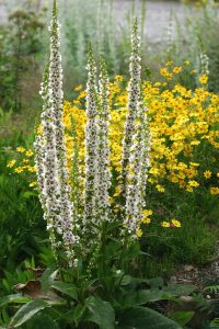 Hvit mørkkongslys, Verbascum nigrum 'Album'