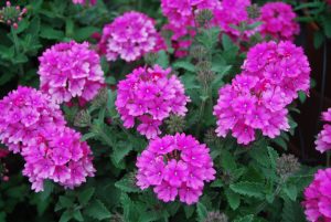 Verbena