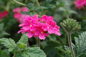 Verbena