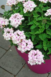 Verbena