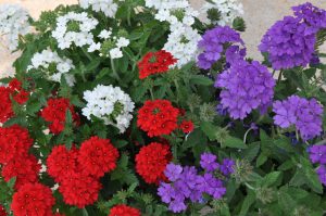 Verbena